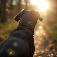 Pawboxx™ Aquafleece Waterproof Dog Collar – Black | Stylish & Durable