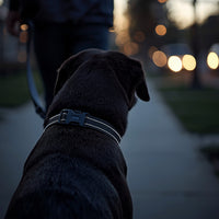 Pawboxx™ Reflective Black Dog Collar – Adjustable High-Visibility Nylon